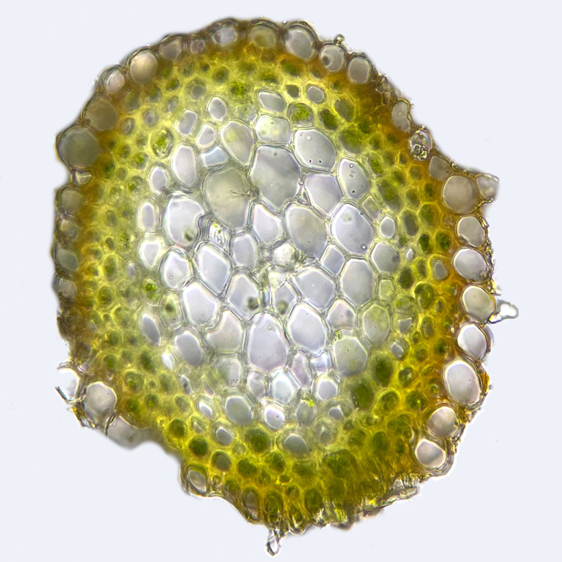 Hygrohypnum ochraceum